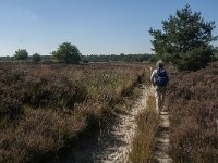 NL, Noord-Brabant, Heusden, Loonse en Drunense Duinen 73, Saxifraga-Jan van der Straaten